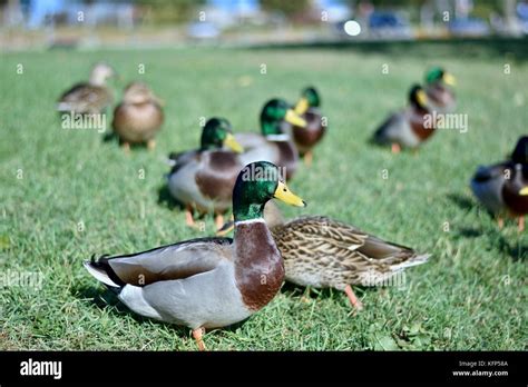 Mallard Duck Anas Platyrhynchos Stock Photo Alamy