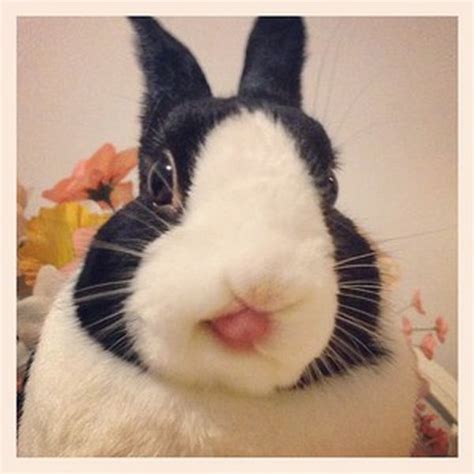 Photos Of Bunny Tongues 21 Pics