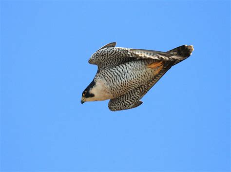 Peregrine Falcon in a Dive by Asami Akihiro - Photo ...