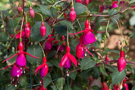 Find Out How To Pinch Out Fuchsias To Encourage More Stunning Flowers