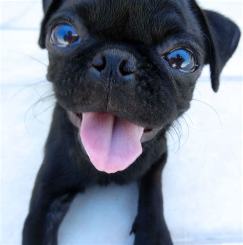 My Cute Baby Pug Named Bitz Baby Pugs Cute Baby Pugs Cute Puppies