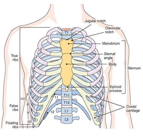 Bones Of The Thorax Anterior View The First Seven Pairs Of Ribs—true