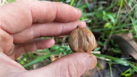 Harvesting Shagbark Hickory Nuts Youtube