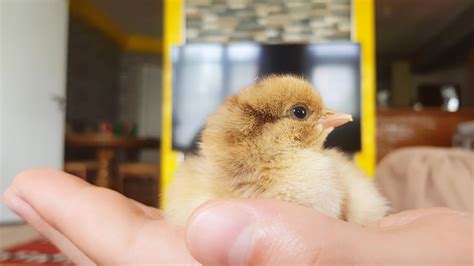 Lovely Baby Chick Sleeping On My Hand Brahma Chicken Video 4k Youtube