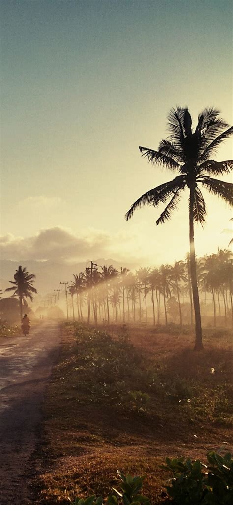 1125x2436 Palm Road Sunset Iphone Xsiphone 10iphone X Wallpaper Hd