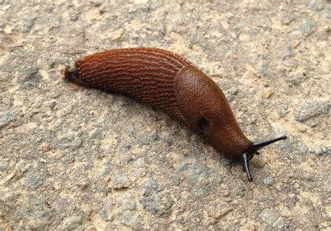Slugs Snails And Astonishing Tales Wild Watch Japan Nature Guides
