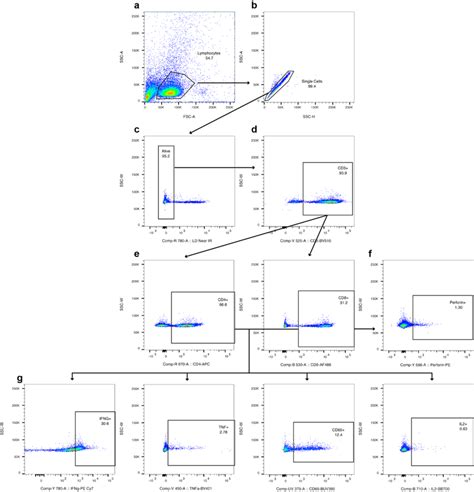 Figure S Flow Cytometry Gating Strategy For Intracellular Cytokine
