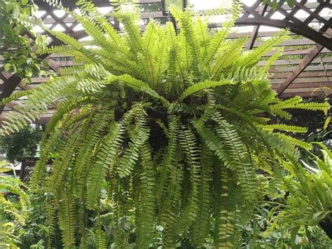 Types Of Ferns Different Varieties Of Indoors And Outdoors Fern Plants