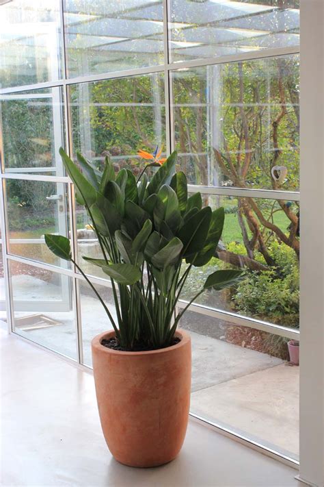Check spelling or type a new query. Composizione Piante da Esterno e Interno: Giardino d ...