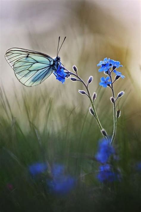 La Beauté De La Planète Jolies Photos De Papillons Archzinefr
