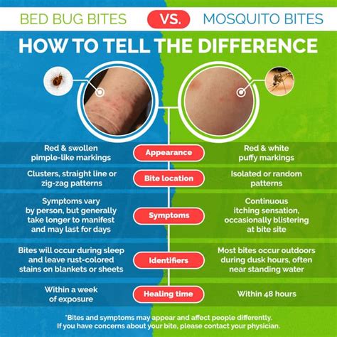 Bed Bug Bites Vs Mosquito Bites What Are The Difference Best Answer
