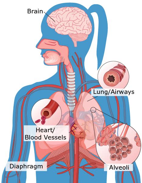 Shortness Of Breath Lung Health A Z Chest Foundation