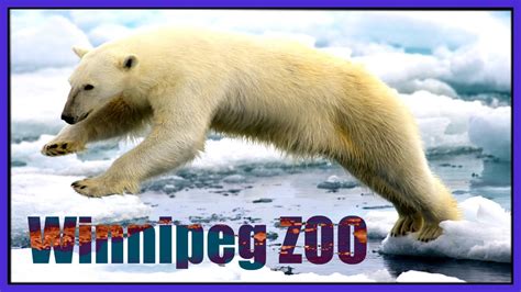 Worlds Largest Polar Bear Exhibit Winnipeg Zoo Youtube