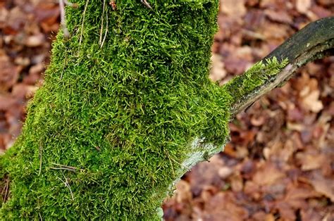 Hd Wallpaper Mossy Trunk Tree Forest Growth Plant Green Color