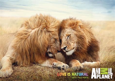 Gay Animal Couples Pour Loriginalité Cest Baisé Graficznie