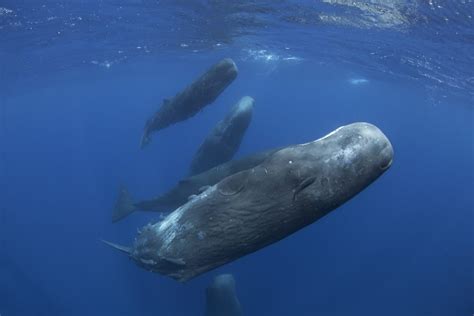 An Amazing Discovery Sperm Whales Sleeping Vertically