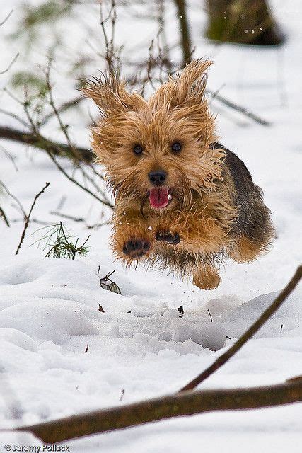 Beauty In Everything Photography Dog Photos Yorkie Terrier Snow Dogs
