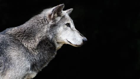 Congress: Gray wolves still endangered in Michigan