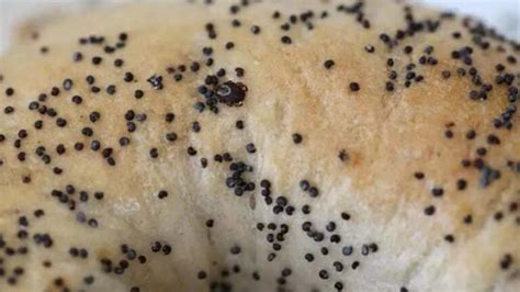 Heres Why You Might Be Seeing A Lot Of Photos Of Ticks On Poppy Seed