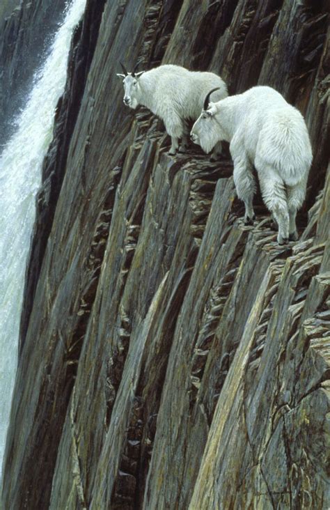 Mountain Goat Rock Climbing Maestro