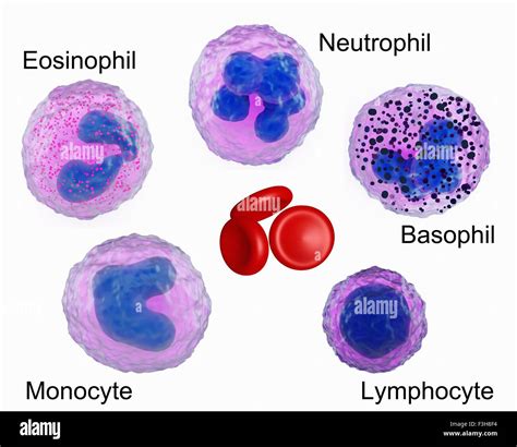 Ilustración De Las Células Sanguíneas Mostrando Un Neutrófilos