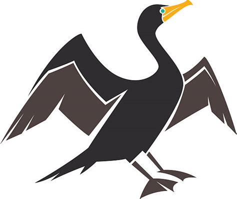 Double Crested Cormorants Illustrations Royalty Free Vector Graphics