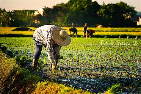 Gerak lokomotor adalah gerakan berpindah tempat, di mana bagian tubuh tertentu bergerak atau berpindah tempat. Farmer-beneficiaries sa Luisita : Benepisyo para sa mga ...