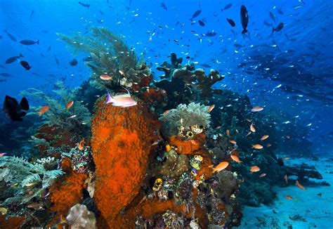 Taman Nasional Teluk Cendrawasih - Papua Barat | WONDERFUL INDONESIA