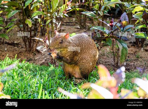 Mexican Agouti Rodent Stock Photo Alamy