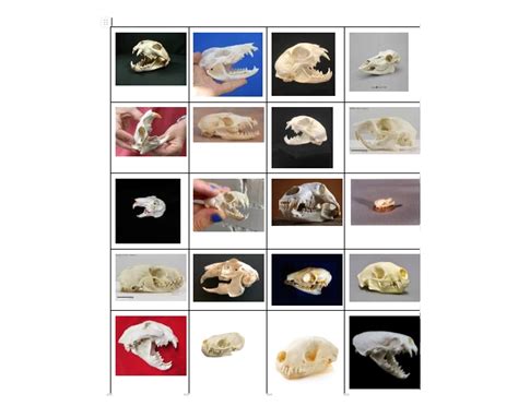 Mammal Skulls Of Wisconsin Quiz