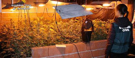Intervenidas Más De 1000 Plantas De Marihuana En Una Nueva Plantación