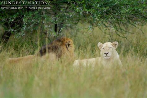White Lioness And A Trilogy Male Mating In The Klaserie Sun Safaris