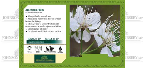 American Plum Native Shrubs Johnsons Nursery Knowledgebase