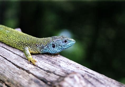 Free Images Nature Wildlife Fauna Green Lizard Gecko Close Up