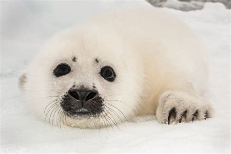 White Baby Seal