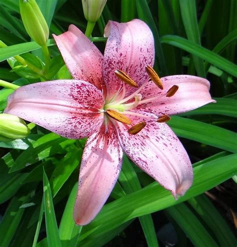 Photo Of The Bloom Of Lily Lilium Pink Morpho Posted By Stilldew