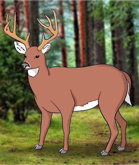 How To Draw A Deer Draw Central Deer Drawing Drawings