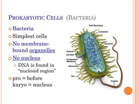 Bacteria Unicellular Organisms