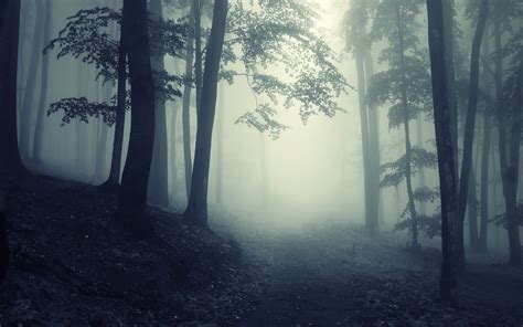 Dark Forest Path Through A Dark Forest Dark And Beautiful