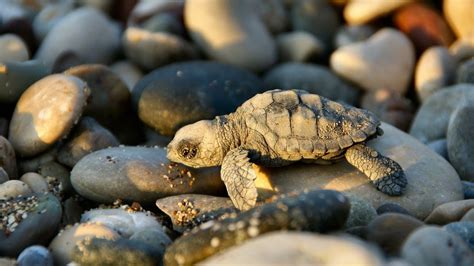 Cute Turtles Wallpapers Wallpaper Cave