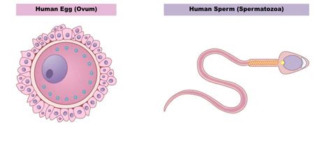 The Structure Of Sperm Diagram Quizlet