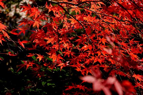 Red Autumn Leaf Forest Maple Wallpaper 4k 414509 Hd Wallpaper