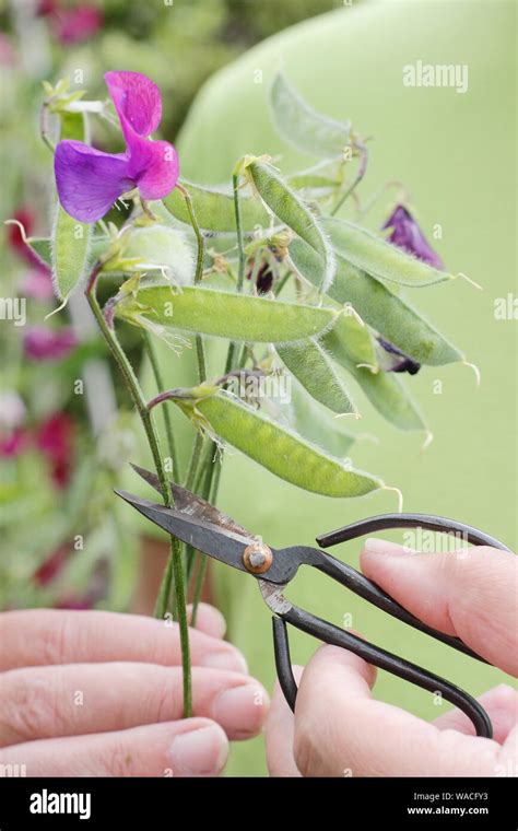 Pea Seed Pods Hi Res Stock Photography And Images Alamy