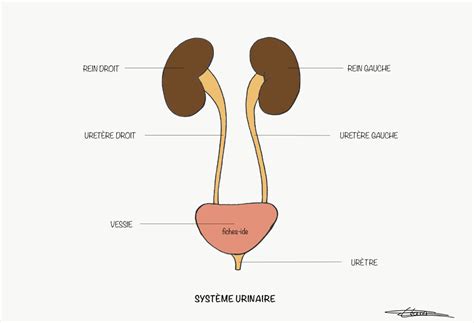Système Urinaire Fiches Ide