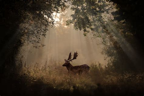 Wallpaper Sunlight Forest Deer Animals Night Nature Reflection