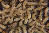 Images of A Termite