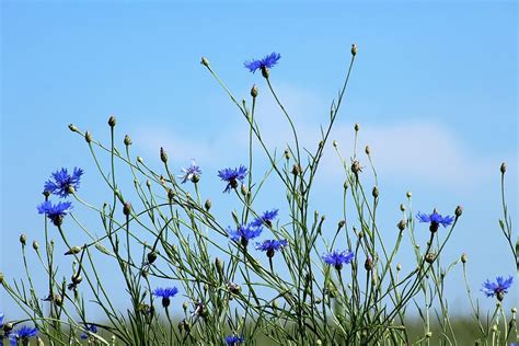 Blue Petaled Flowers Cornflowers Wildflowers Meadow Blue Flowers