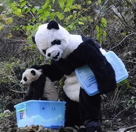 Netizens Wonder If The Pandas Will Be Afraid Following The Officer Dressed As A Panda To