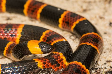 Quantas Espécies De Cobra Existem