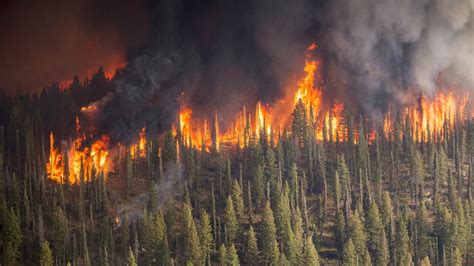 According to the latest (2013) estimates of the forest survey of india, about 12.12 per cent of delhi is under tree cover. Russia Says Siberian Wildfires Started on Purpose by ...